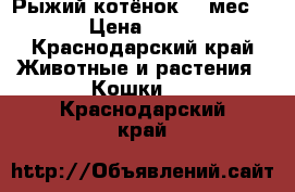 Рыжий котёнок  1 мес.  › Цена ­ 500 - Краснодарский край Животные и растения » Кошки   . Краснодарский край